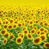 depositphotos_21333597-stock-photo-field-of-sunflowers