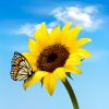depositphotos_25650889-stock-illustration-background-with-sunflower-field-over