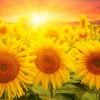 sunflowers-sun-600