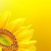 depositphotos_21050957-stock-photo-sunflower-on-summer-background