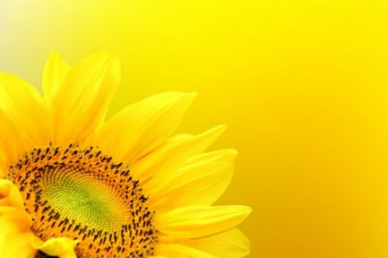 depositphotos_21050957-stock-photo-sunflower-on-summer-background