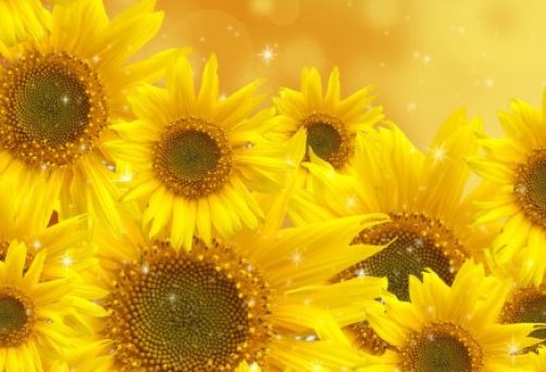 “COMUNIDAD DE LIMPIADORES POR LA PAZ CON HO’OPONOPONO”: LIMPIEZA DE MEMORIAS PARA LA PAZ MUNDIAL CON HO’OPONOPONO – TODOS LOS MIÉRCOLES DE 21H A 21.30H – ACTIVIDAD GRATUITA